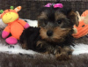 Zdjęcie №1. yorkshire terrier biewer - na sprzedaż w Brno | 1188zł | Zapowiedź №83183