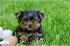 Zdjęcie №2 do zapowiedźy № 104856 na sprzedaż  yorkshire terrier - wkupić się Australia prywatne ogłoszenie