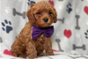 Zdjęcie №3. Piękne szczenięta Cavapoo Do bezpłatnej adopcji. Niemcy