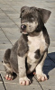 Zdjęcie №1. american bully - na sprzedaż w Belgrad | negocjowane | Zapowiedź №117834