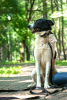 Zdjęcie №2 do zapowiedźy № 53708 na sprzedaż  pies nierasowy - wkupić się Federacja Rosyjska prywatne ogłoszenie
