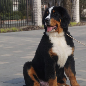 Zdjęcie №2 do zapowiedźy № 6092 na sprzedaż  berneński pies pasterski - wkupić się Federacja Rosyjska od żłobka