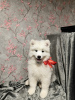 Zdjęcie №4. Sprzedam samojed (rasa psa) w Москва.  - cena - negocjowane