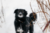 Zdjęcie №1. pies nierasowy - na sprzedaż w Москва | Bezpłatny | Zapowiedź №23652