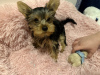 Zdjęcie №1. yorkshire terrier - na sprzedaż w Londyn | 1256zł | Zapowiedź №123494