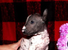 Zdjęcie №1. nagi pies meksykański - na sprzedaż w Belgorod | 1964zł | Zapowiedź №8067