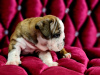 Zdjęcie №4. Sprzedam pies nierasowy w Sewerodwinsk. prywatne ogłoszenie - cena - 4125zł