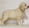 Zdjęcie №1. golden retriever - na sprzedaż w Chmielnicki | negocjowane | Zapowiedź №17897