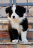 Zdjęcie №1. border collie - na sprzedaż w Stockholm | negocjowane | Zapowiedź №113228