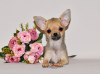 Dodatkowe zdjęcia: Śliczne sobolowe dziecko. Chłopiec Chihuahua.