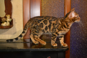 Zdjęcie №2 do zapowiedźy № 4612 na sprzedaż  kot bengalski - wkupić się Ukraina od żłobka, hodowca
