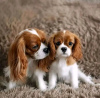 Zdjęcie №1. cavalier king charles spaniel - na sprzedaż w Helsinki | 1465zł | Zapowiedź №117312