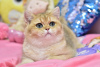 Zdjęcie №1. kot brytyjski krótkowłosy - na sprzedaż w Dnipro | 3169zł | Zapowiedź № 36925