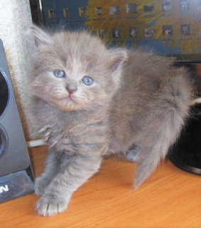 Zdjęcie №2 do zapowiedźy № 2170 na sprzedaż  kot syberyjski - wkupić się Federacja Rosyjska 
