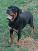 Zdjęcie №2 do zapowiedźy № 111693 na sprzedaż  rottweiler - wkupić się Serbia 