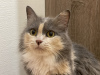 Dodatkowe zdjęcia: Trójkolorowa kotka Luna szuka rodziny!