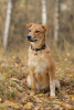 Zdjęcie №1. pies nierasowy - na sprzedaż w Москва | Bezpłatny | Zapowiedź №29509