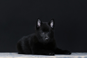 Zdjęcie №3. Schipperke Boys. Ukraina