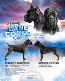 Zdjęcie №1. cane corso - na sprzedaż w Perm | 1391zł | Zapowiedź №6299