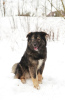 Zdjęcie №1. pies nierasowy - na sprzedaż w Москва | Bezpłatny | Zapowiedź №81243