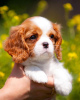 Zdjęcie №2 do zapowiedźy № 80864 na sprzedaż  cavalier king charles spaniel - wkupić się Niemcy prywatne ogłoszenie