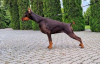 Dodatkowe zdjęcia: Doberman KSU/FCI