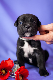 Dodatkowe zdjęcia: Cudowne szczenięta Cane Corso