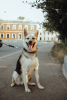 Zdjęcie №1. pies nierasowy - na sprzedaż w Petersburg | Bezpłatny | Zapowiedź №5172