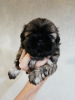 Zdjęcie №1. lhasa apso, shih tzu - na sprzedaż w Pärnu | 2511zł | Zapowiedź №113607