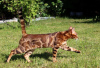 Zdjęcie №2 do zapowiedźy № 95202 na sprzedaż  kot bengalski - wkupić się Niemcy prywatne ogłoszenie, hodowca