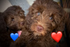 Zdjęcie №1. labradoodle - na sprzedaż w Stockport | 7953zł | Zapowiedź №66182