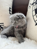 Zdjęcie №1. scottish fold - na sprzedaż w Wiesbaden | 1465zł | Zapowiedź № 113154