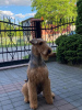 Dodatkowe zdjęcia: Szczenię Airedale Terrier ZkwP/FCI - suczka i pies