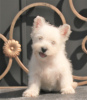 Zdjęcie №3. suczka szczeniaka west highland white terrier. Federacja Rosyjska