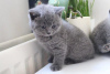 Zdjęcie №1. kot brytyjski krótkowłosy - na sprzedaż w Штутгарт | 1046zł | Zapowiedź № 95807