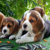 Zdjęcie №2 do zapowiedźy № 56348 na sprzedaż  beagle (rasa psa) - wkupić się USA hodowca