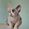 Zdjęcie №1. devon rex - na sprzedaż w Paryż | negocjowane | Zapowiedź № 85898