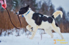 Zdjęcie №2 do zapowiedźy № 8306 na sprzedaż  pies nierasowy - wkupić się Federacja Rosyjska ze schronu