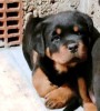 Zdjęcie №1. rottweiler - na sprzedaż w Belgrad | negocjowane | Zapowiedź №87014