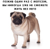 Zdjęcie №2 do zapowiedźy № 6123 na sprzedaż  mops - wkupić się Federacja Rosyjska prywatne ogłoszenie