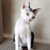 Zdjęcie №3. Kociak Devonrex. USA