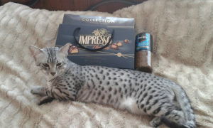 Zdjęcie №4. Sprzedam kot egipski mau w Svetlogorsk. od żłobka - cena - negocjowane