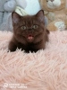 Dodatkowe zdjęcia: brytyjski kotek