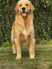 Zdjęcie №1. golden retriever - na sprzedaż w Wrocław | 14650zł | Zapowiedź №93590