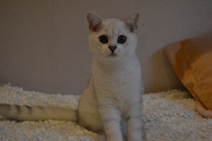 Zdjęcie №2 do zapowiedźy № 2880 na sprzedaż  kot brytyjski krótkowłosy - wkupić się Federacja Rosyjska od żłobka