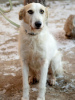 Zdjęcie №2 do zapowiedźy № 31383 na sprzedaż  pies nierasowy - wkupić się Federacja Rosyjska prywatne ogłoszenie