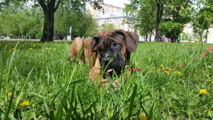 Zdjęcie №1. cane corso - na sprzedaż w Москва | 2011zł | Zapowiedź №6676