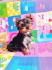 Zdjęcie №1. yorkshire terrier - na sprzedaż w Tbilisi | 2377zł | Zapowiedź №66837