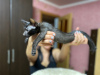 Zdjęcie №2 do zapowiedźy № 8467 na sprzedaż  kot orientalny - wkupić się Federacja Rosyjska 