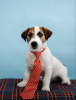 Zdjęcie №3. Szczeniaki Jack Russell Terrier. Federacja Rosyjska